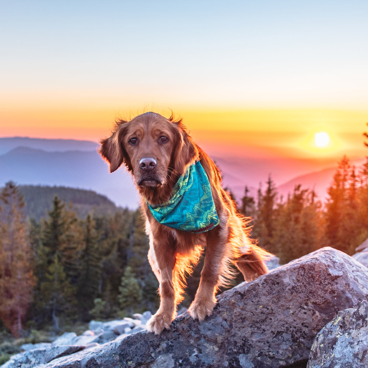 A golden retriever wearing a Wilderdog x Stio Bandana stands on a large rock with a backdrop of a mountainous landscape at sunset. The sky is painted in warm hues of orange, pink, and purple, and pine trees are visible in the distance.