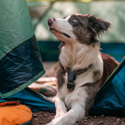 A black and white dog with a patterned bandana and a Backcountry Bell around its neck lies at the entrance of a green and blue tent, looking up attentively. The tent is set up outdoors, with orange camping gear visible on the ground nearby.