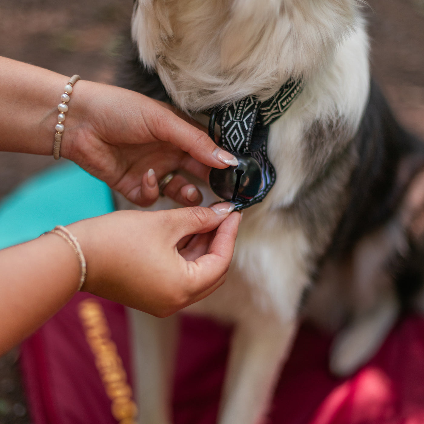 A person with manicured nails and bracelets attaches a black and white patterned collar, featuring the Backcountry Bell, to a light-colored dog's neck. The dog is sitting on a red and turquoise surface.