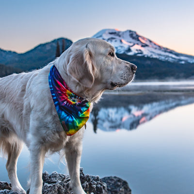 A Golden Retriever sporting a Tiedye Bandana, the perfect dog trail accessory, sits on a rock, gazing into the distance. Behind the dog, a calm lake reflects snow-capped mountains under a clear sky during sunset, creating a serene and picturesque scene.