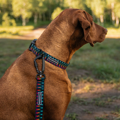 A brown dog is sitting in a grassy area, wearing a colorful patterned collar with a matching leash from the Marina Ultralight Collection. The leash, made of ultralight nylon webbing and featuring a heavy-duty plastic clip, has a label that reads "Wilderdog." The dog looks to the side, trees blurred in the background.