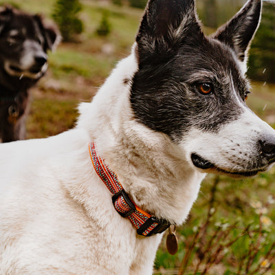 A close-up of a white and black dog wearing the Sienna Ultralight Collar, featuring colorful ultralight nylon webbing and a tag, standing outdoors. Another dog with darker fur is slightly blurred in the background. The setting appears to be a natural area with grass and small trees.