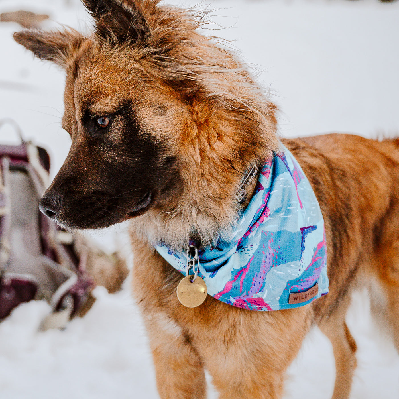 Wilderdog Cooling Bandana for Dogs On Trails Alpenglow | Sackett Ranch