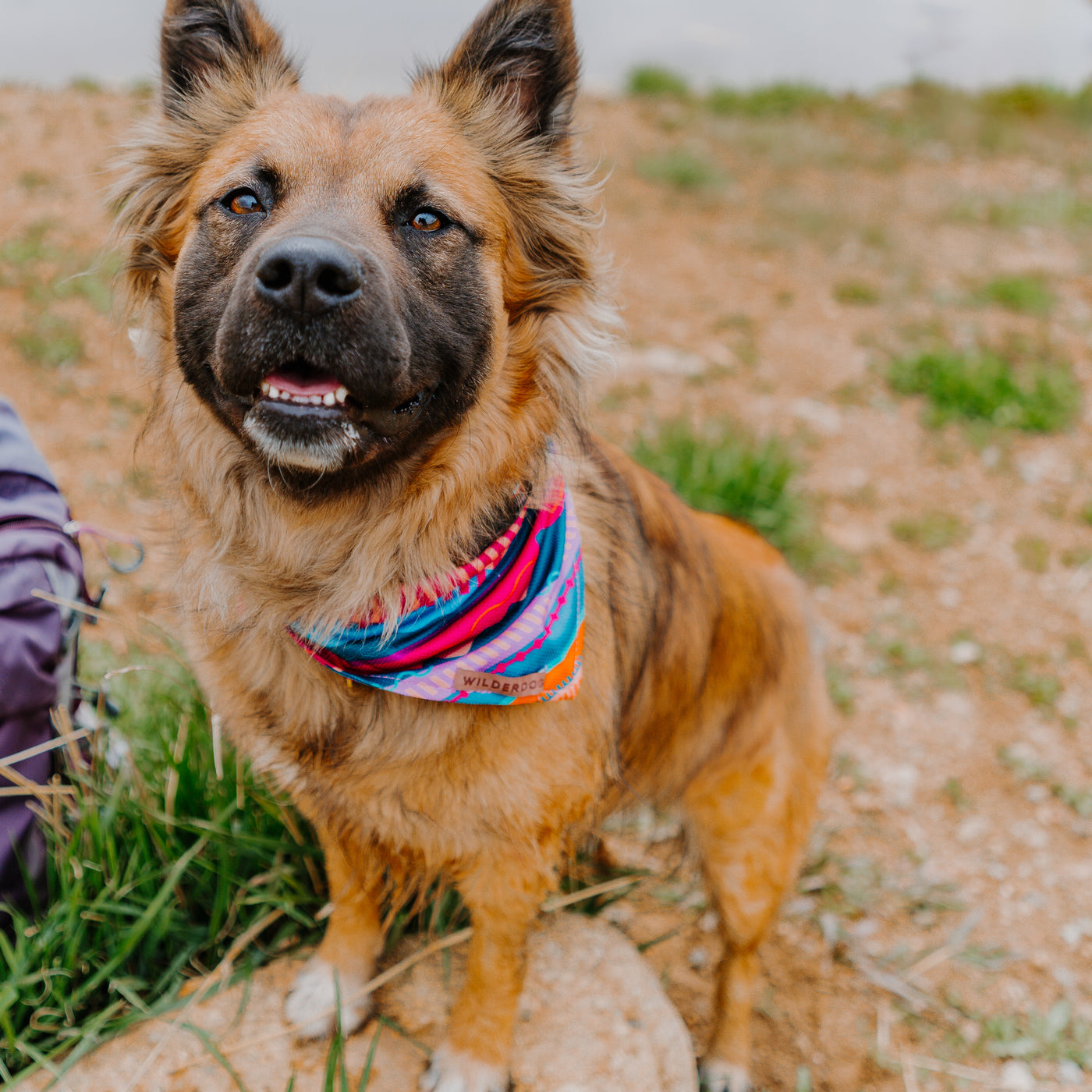 A happy dog with fluffy fur, wearing a colorful Dawn Bandana made from poly-blend mesh material, sits on the ground near green grass and a rocky area. The dog appears to be outdoors on a scenic dog trail, possibly near a lake or river, looking up with a friendly expression.