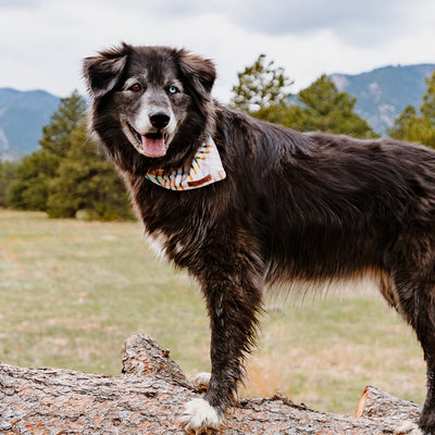 A black and white dog with a single blue eye stands on a large tree log in an outdoor setting with green grass and trees. Sporting a colorful poly-blend Cream Bandana, the dog appears happy with its mouth open and tongue out. Mountains and a cloudy sky provide a stunning background.