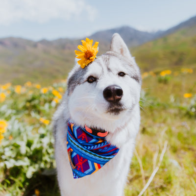 A Siberian Husky with a fluffy white and grey coat stands in a meadow adorned with yellow flowers. The dog sports a vibrant Big Sky Bandana with a geometric pattern around its neck and a single yellow flower tucked behind its ear, partially leaning forward and looking at the camera.