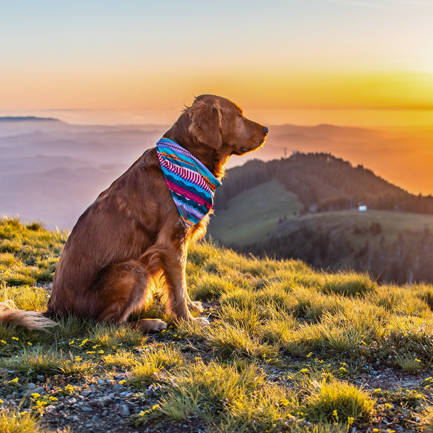 A golden retriever wearing a Dawn Bandana sits on a grassy hilltop, gazing at the vibrant sunset over rolling mountains in the distance. The sky is a blend of warm orange, pink, and purple hues, creating a serene and picturesque scene that complements their dog trail adventure.