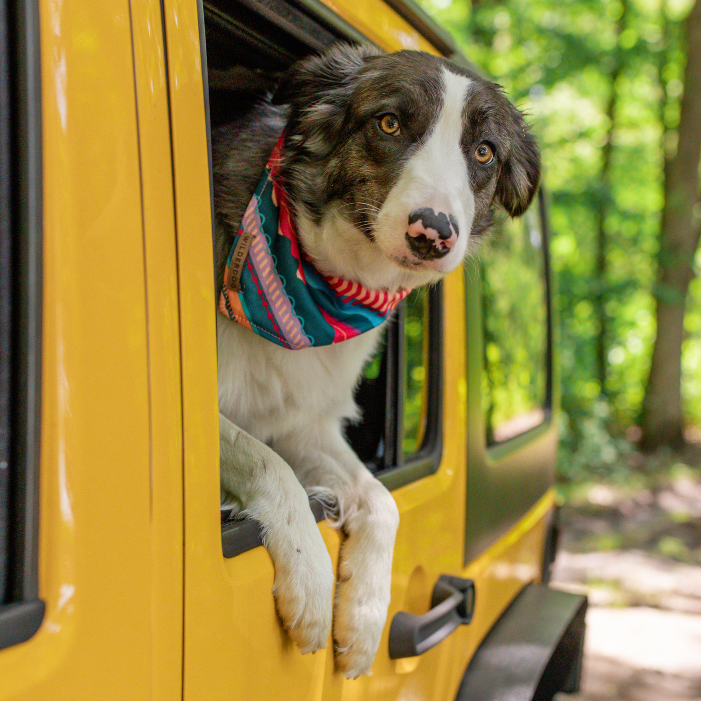 A black and white dog, wearing the vibrant Dawn Bandana made of poly-blend mesh material, sticks its head and front paws out the window of a bright yellow vehicle. The background is a lush, green woodland area, ideal for a dog trail. The dog looks alert and curious.