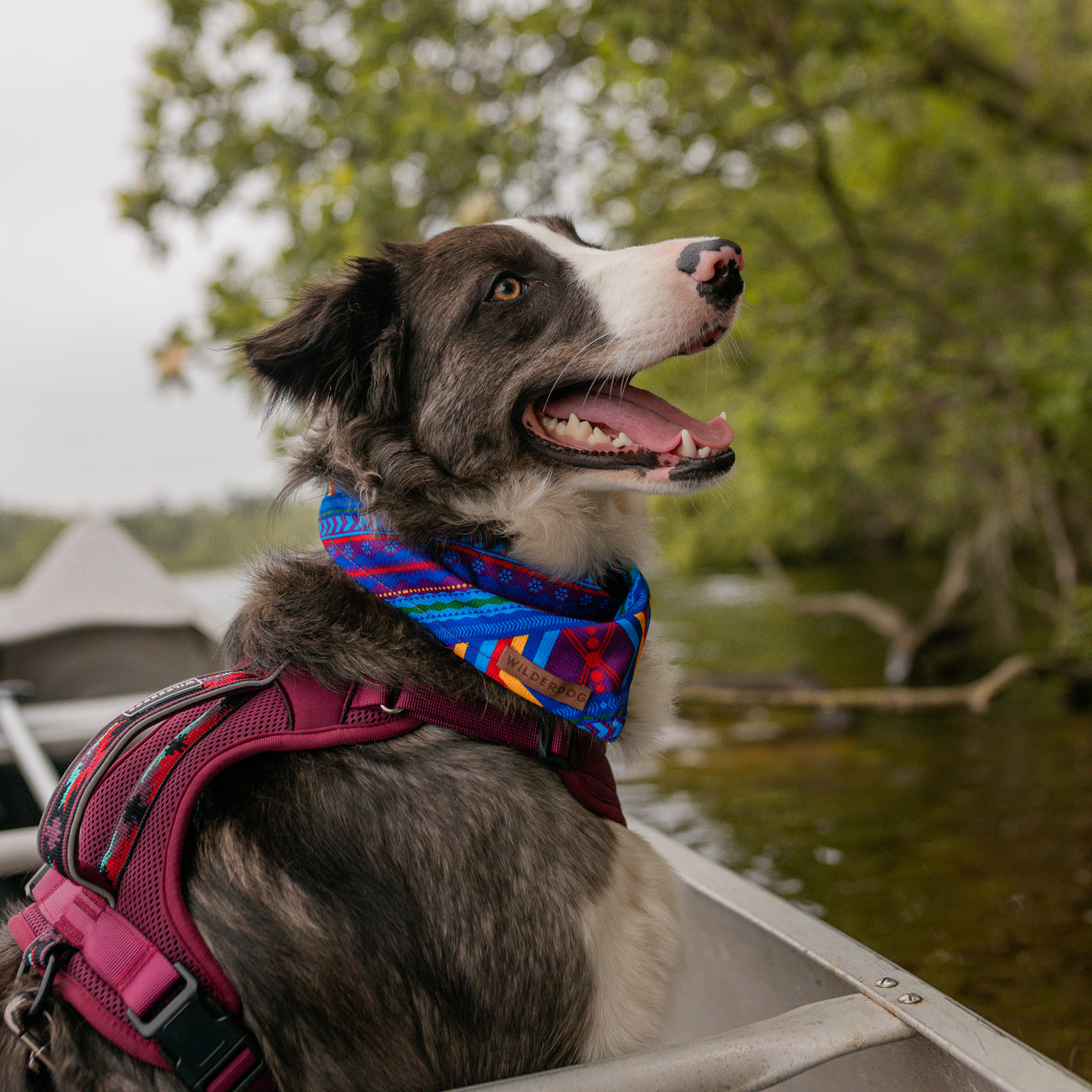 A happy dog wearing a colorful Big Sky Bandana and a maroon harness sits in a boat on a peaceful river. The dog looks towards the water with a joyful expression. The background features lush green trees and a calm waterscape, perfect for any trail adventure.