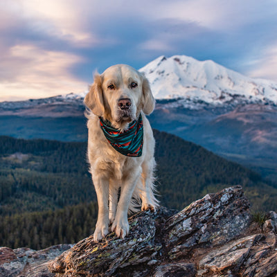 A golden retriever wearing an Olive Bandana stands on a rocky ledge with a scenic backdrop of snow-capped mountains and a forested valley at sunset. The sky is a mix of pastel colors, enhancing the majestic view.