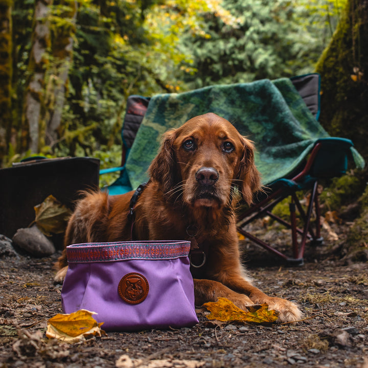 Backpacking dog bowl best sale