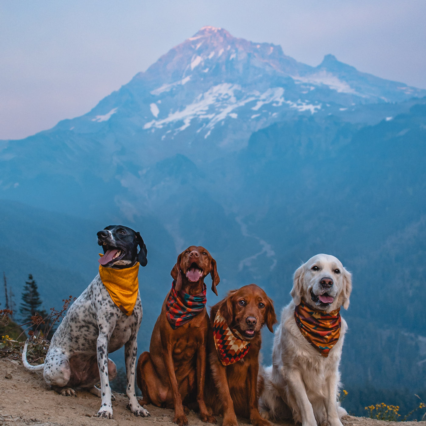 Four dogs sporting Pumpkin Spice Plaid Bandanas sit in front of a majestic mountain range during a calm, early morning. The dogs are a mix of breeds and appear content with their tongues out against the serene backdrop of the misty mountains. It's the perfect scene for showcasing fall dog accessories.