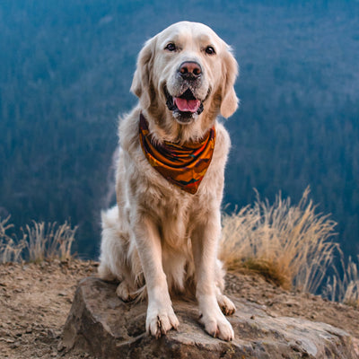 A golden retriever with a cheerful expression, wearing the Autumn Air Bandana in orange and black, sits on a rocky surface with a blurred backdrop of mountains and dry grass. The dog's mouth is slightly open, and its tongue is partially sticking out.