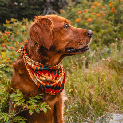 A Golden Retriever wearing a colorful, lightweight Russet Bandana sits in a field of green plants and orange flowers, staring off into the distance.