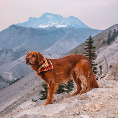 A golden retriever wearing a vibrant Russet Bandana stands on a rocky slope, looking pensive. Behind the dog, tree-covered hills and towering, snow-capped mountains stretch into the hazy sky, creating a serene and majestic backdrop.