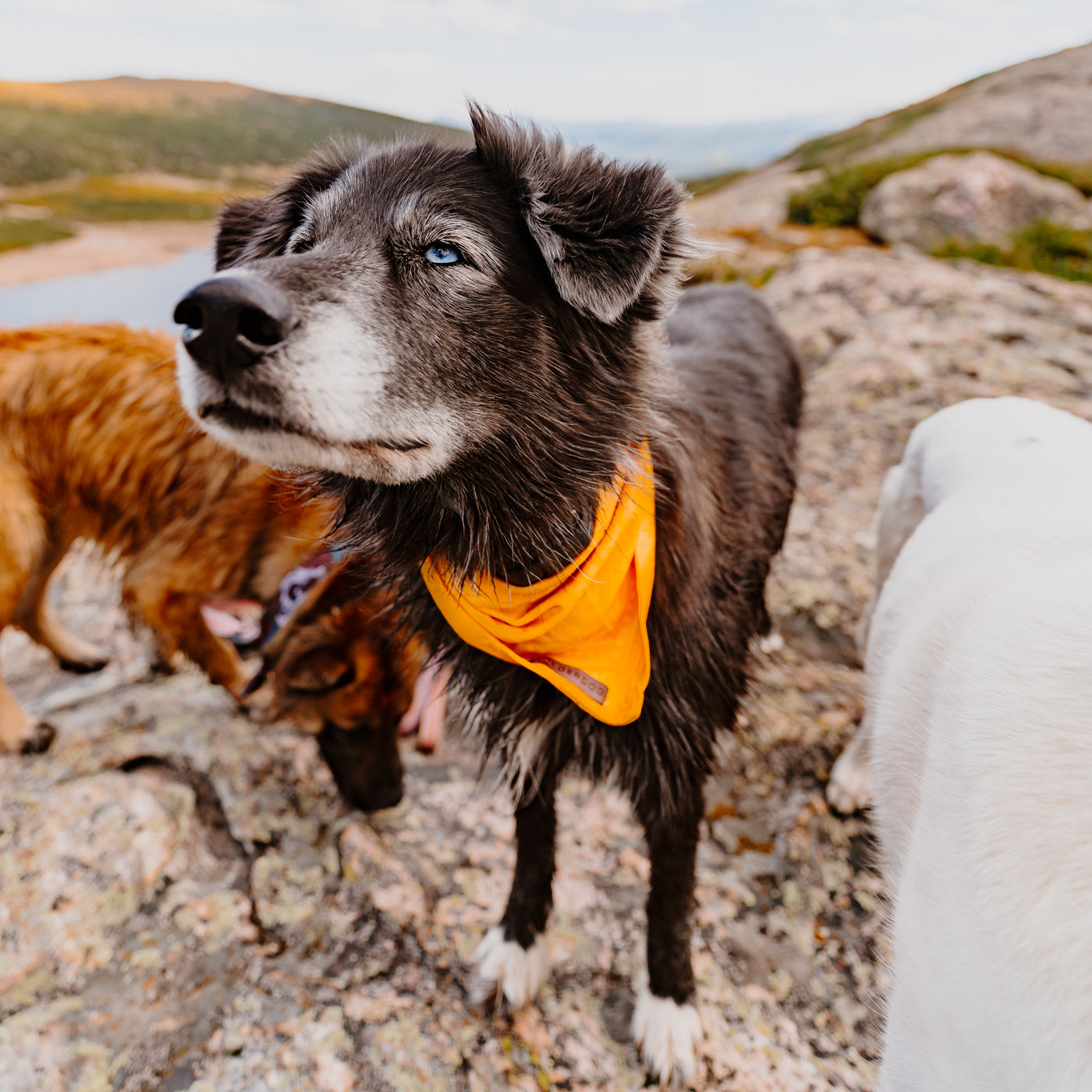 A black dog with one blue eye and one brown eye, wearing a mustard cooling bandana, stands on a rocky surface outdoors. Two other dogs are partially visible around it, one with brown fur and the other with white fur. A scenic landscape with hills is in the background.