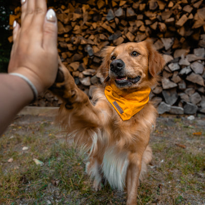 A golden retriever wearing a Mustard Bandana gives a high five to a person outdoors. The background shows a stacked pile of firewood. The dog has a happy expression and sits on grassy ground, looking ready for more adventures in his stylish trail dog accessories.