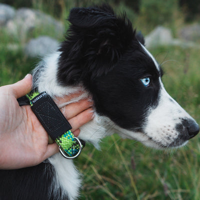 Close-up of a black-and-white dog with striking blue eyes being gently held by its collar. The Lime Reflective Collar, featuring a durable green and black design with a metal ring that glistens in the light, adds to the scene's charm. The background showcases blurred greenery and rocks, evoking a sense of adventure.