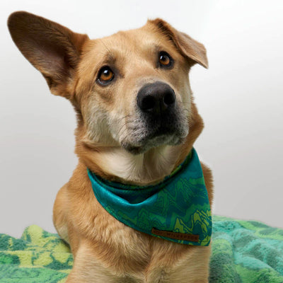 A light brown dog with a white muzzle and soulful eyes wears a Wilderdog x Stio Bandana in green, sitting on a matching green blanket. The dog's ears are perked up, and it looks slightly off to the side, giving a curious expression against a plain background.