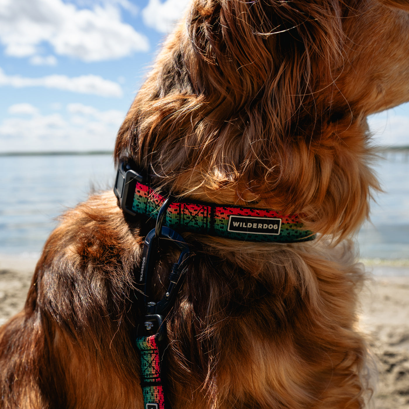 Close-up of a dog wearing a colorful Wilderdog Trout Ultralight Collar and leash from the Ultralight Collection, standing on a beach. The dog has long, wavy fur and is facing the calm water under a partly cloudy sky. The ultralight nylon webbing ensures comfort while the heavy-duty plastic clip provides security.