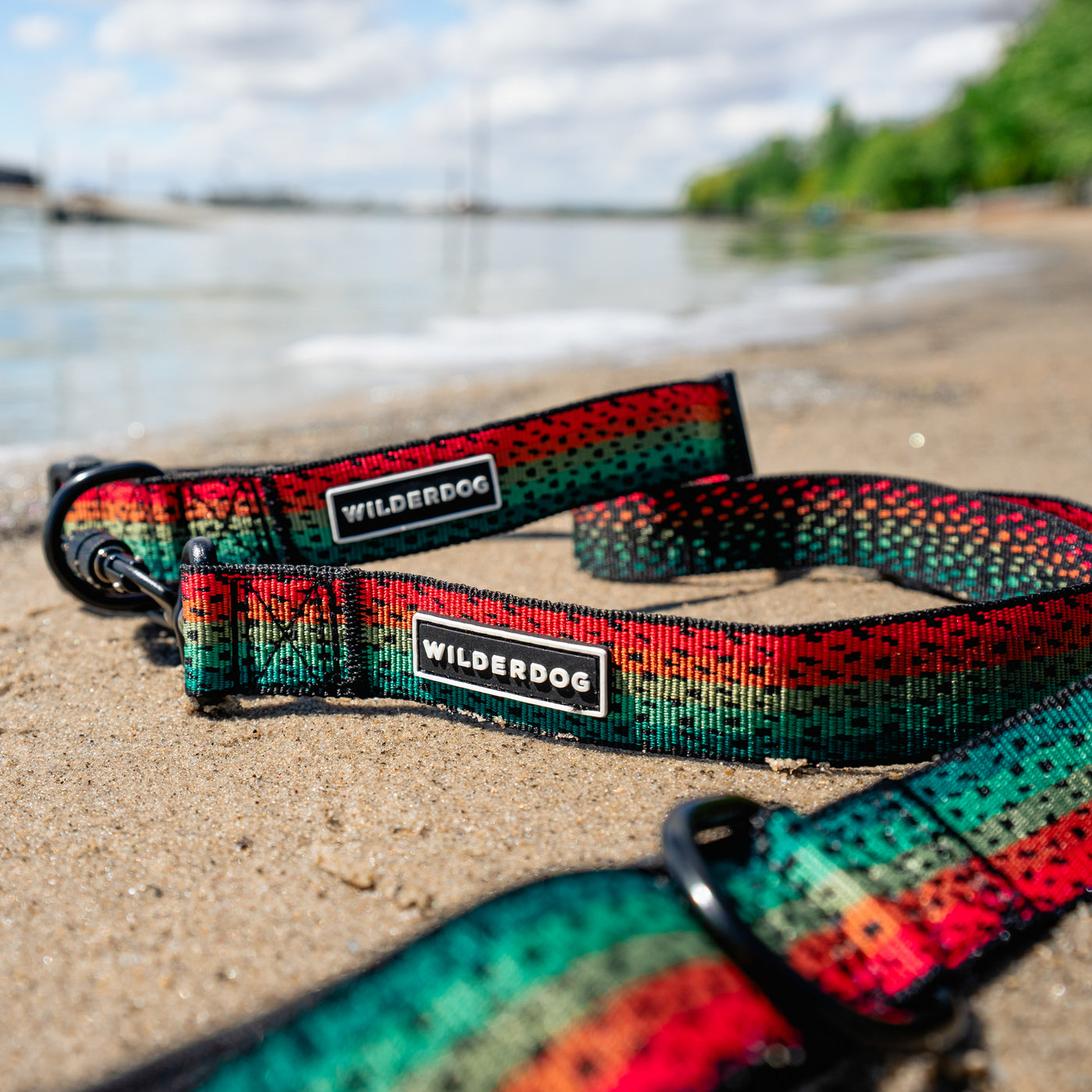 Two vibrant collars from the Trout Ultralight Collection with tags reading "Wilderdog" lie on a sandy beach near the water. Made of ultralight nylon webbing and featuring a heavy-duty plastic clip, these collars are perfect for any adventure. The background shows a partially blurred shoreline with trees and a bright, cloudy sky.