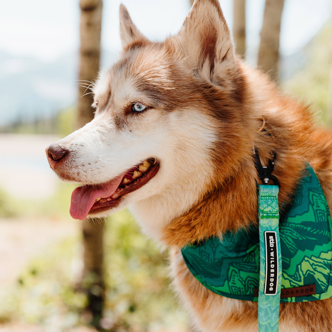 A Siberian Husky with rust-colored fur and blue eyes stands outdoors, wearing a green bandana adorned with a mountain design and the Wilderdog x Stio Ultralight Leash. Its tongue is out as it appears happy and alert, set against a backdrop of trees and a blurred landscape.