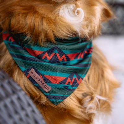 A close-up of a brown dog wearing an Olive Bandana from Wilderdog, featuring colorful green, red, and blue abstract patterns. The cooling bandana is secured around the dog's neck. Its slightly wavy golden fur complements the bandana perfectly for trail accessories.