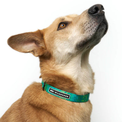 A light brown dog with short fur looks upwards with one ear flopped, wearing a Wilderdog x Stio Ultralight Collar made from durable, lightweight nylon webbing in a bright teal color that has a tag with "WILDBRED" on it against a plain white background.