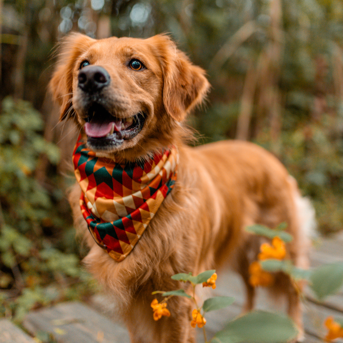 A golden retriever with a Russet Bandana, patterned in red, yellow, and green, around its neck stands on a wooden path surrounded by greenery and yellow flowers, looking upwards with its mouth slightly open.