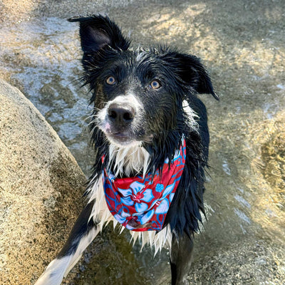 A wet black and white dog with pointy ears stands in shallow water, wearing an Aloha Bandana featuring vibrant red and blue floral patterns designed for cooling. Its fur is damp as it gazes up towards the camera with an alert expression. A large rock is visible on the left side of the image—a perfect accessory for a trail dog on hot days.