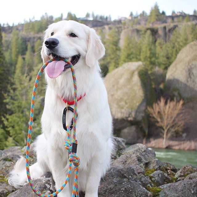 Apres Leash Wilderdog