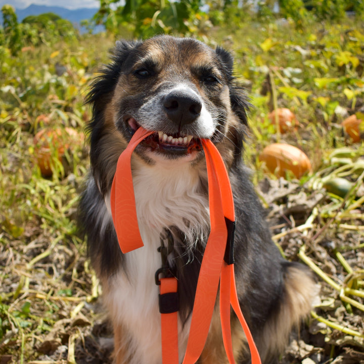 Orange Waterproof Leash Wilderdog