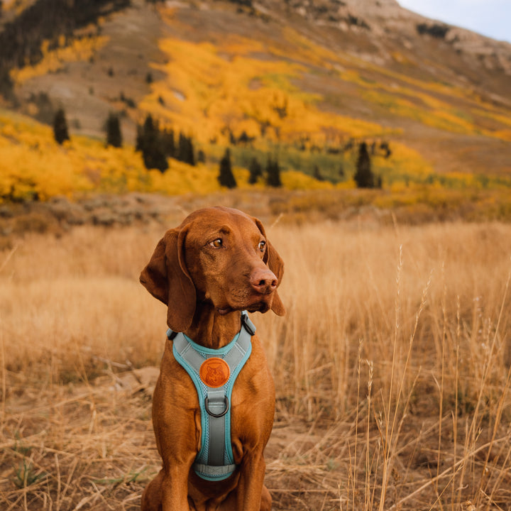 Best harness for vizsla hotsell