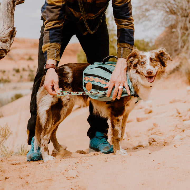 Dog camping backpack best sale