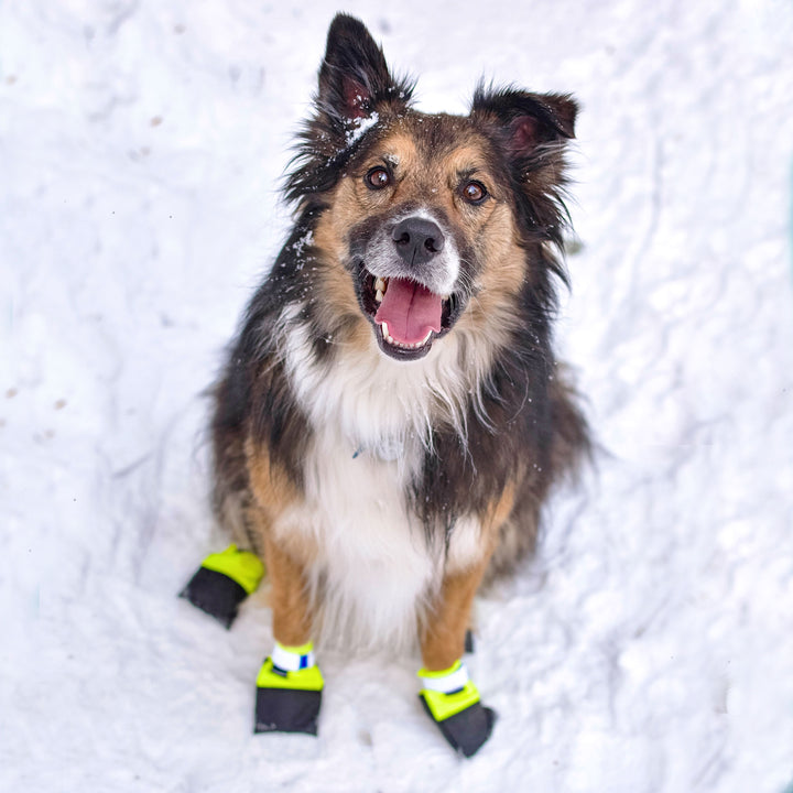 Dog boots for sled dogs hotsell